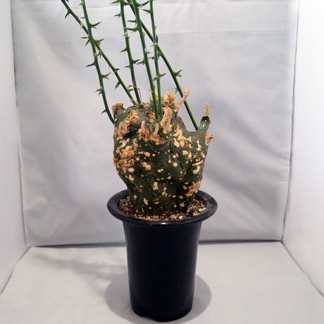 塊根植物　アデニア グロボーサ（Adenia globosa）【送料無料】