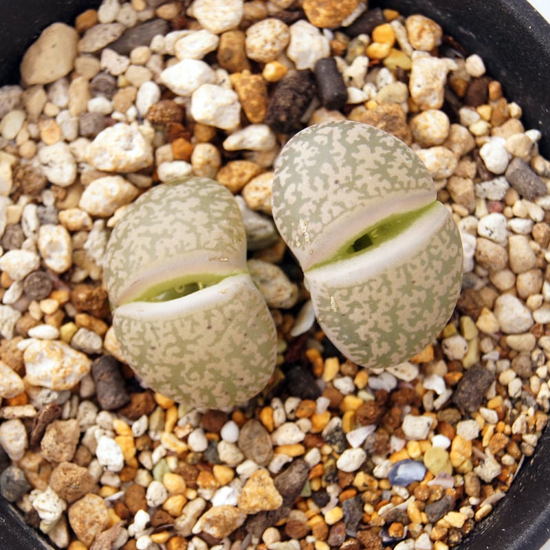 多肉植物 リトープス 紫勲玉（Lithops lesliei） | POT&VASE