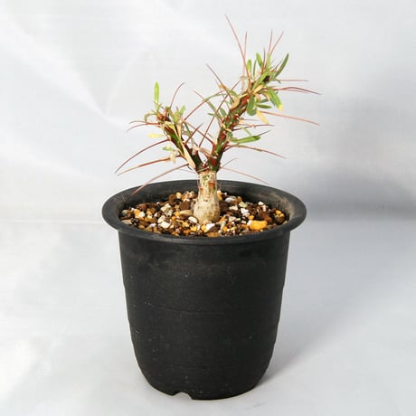 塊根植物　フォークイエリア・プルプシー（Fouquieria purpusii）【送料無料】