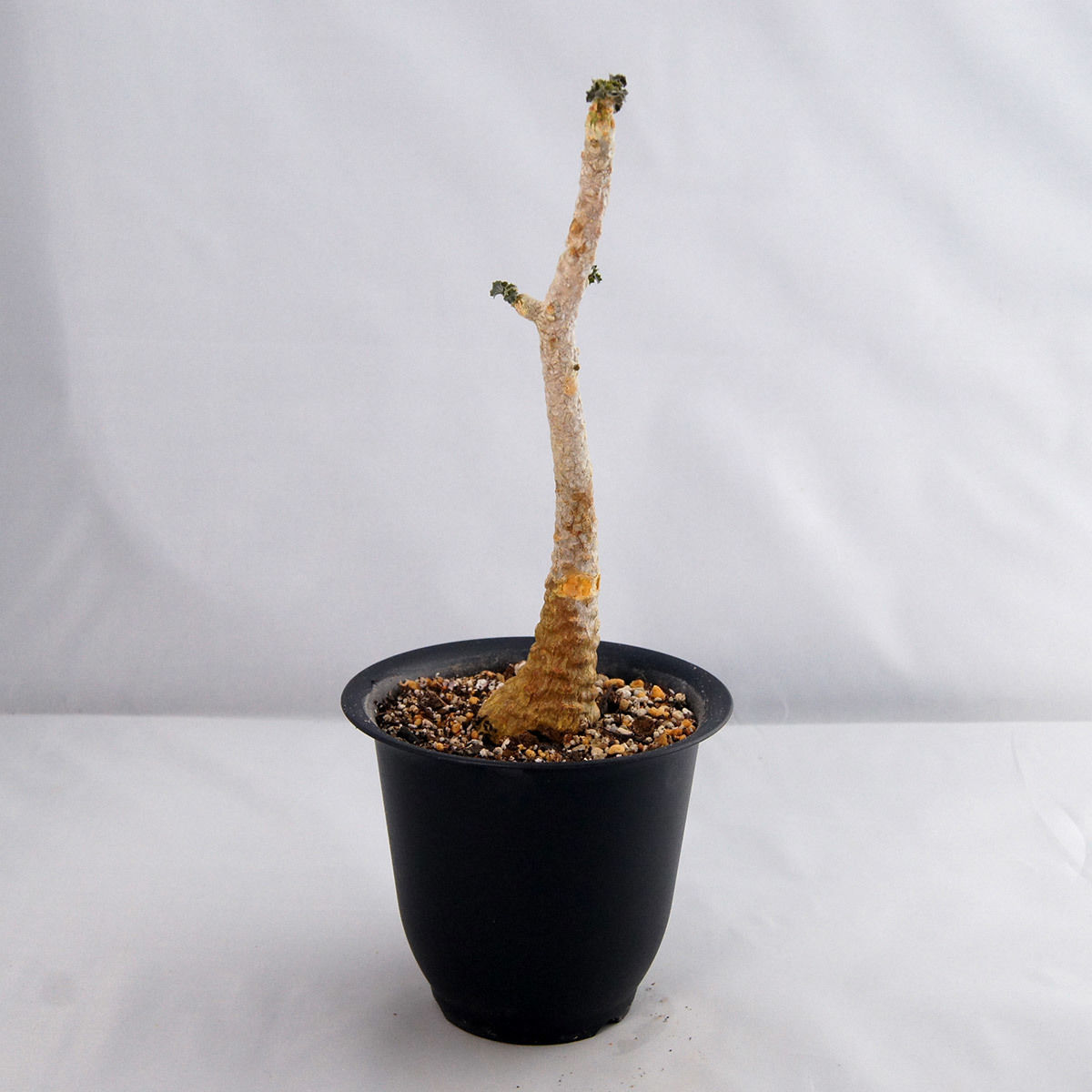 塊根植物 ドルステニア ジプソフィラ（Dorstenia gypsophila）【送料