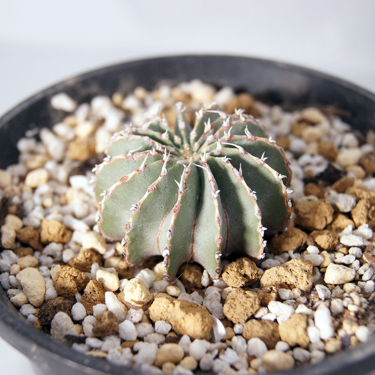 サボテン　メキシカーナ　自家繁殖苗　実生　ゲオヒントニア　多肉植物