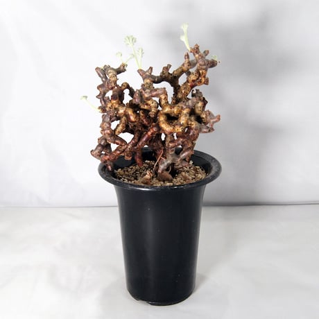 塊根植物　ペラルゴニウム・ミラビレ（Pelargonium mirabile）【送料無料】