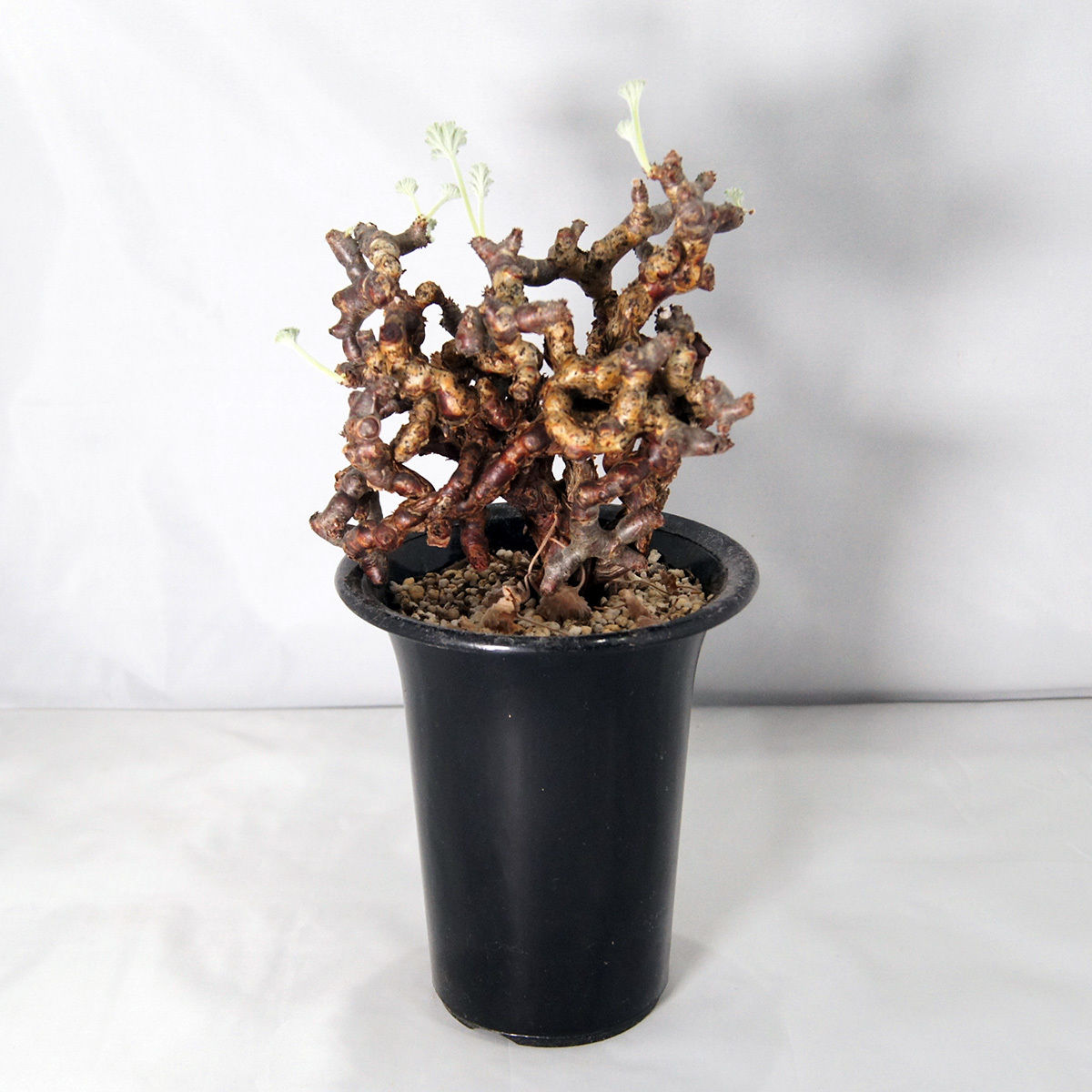 塊根植物 ペラルゴニウム・ミラビレ（Pelargonium mirabile）【送料 ...