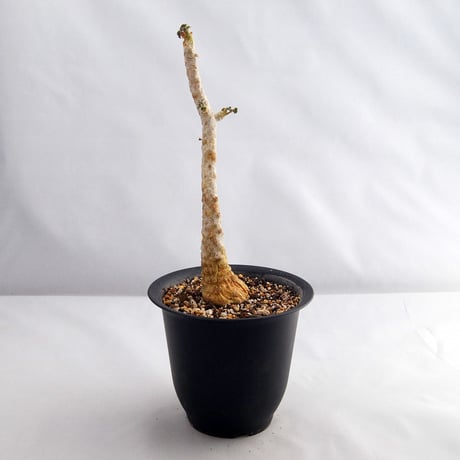 塊根植物　ドルステニア　ジプソフィラ（Dorstenia gypsophila）【送料無料】