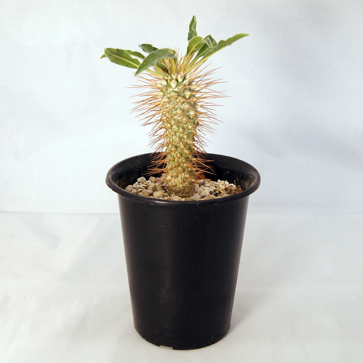 10粒】光堂 パキポディウム ナマクアナム 種子 種