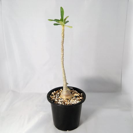 塊根植物　ドルステニア　ギガス（Dorstenia gigas）実生 【送料無料】