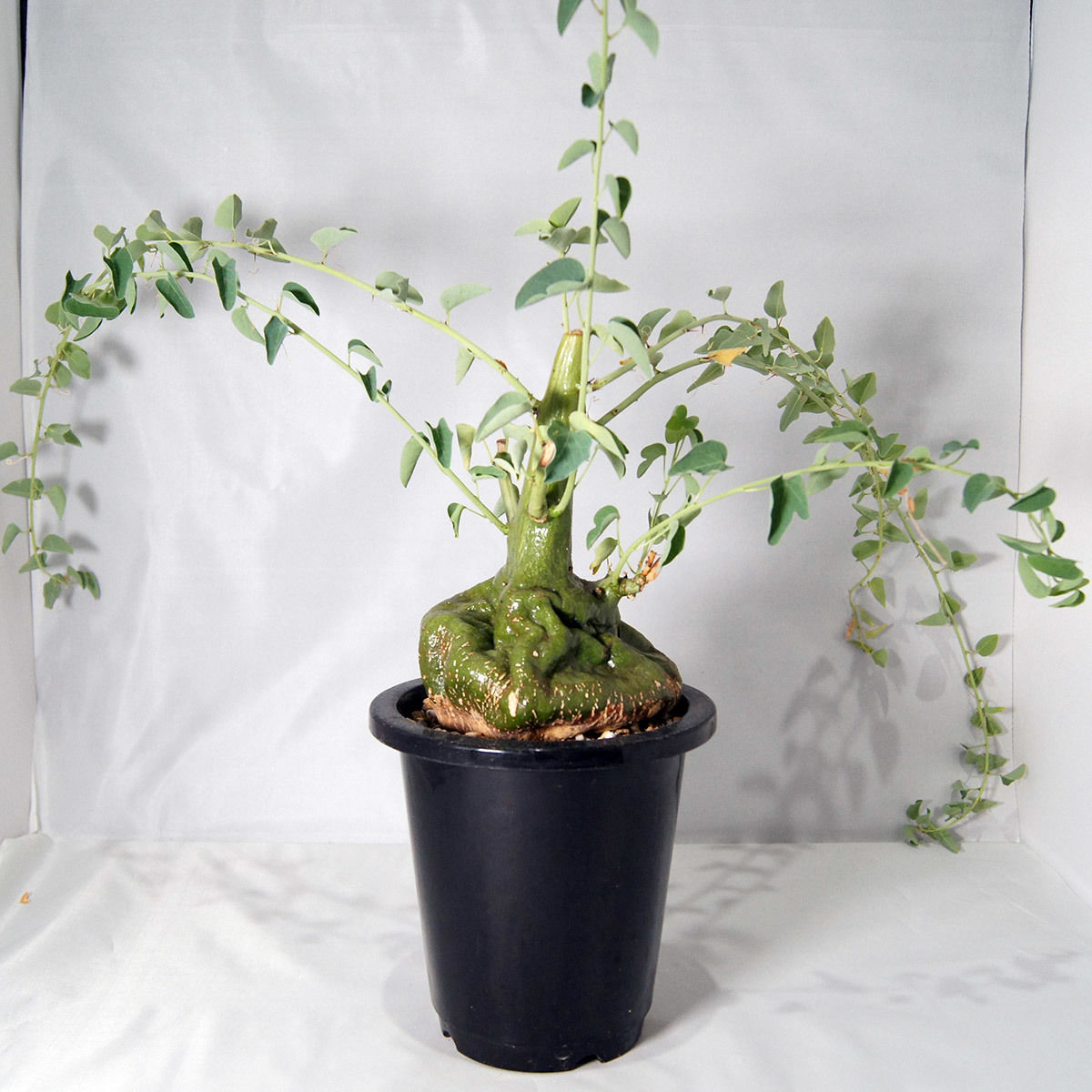 塊根植物 アデニア スピノーサ（Adenia spinosa）【送料無料】 | POT&VASE