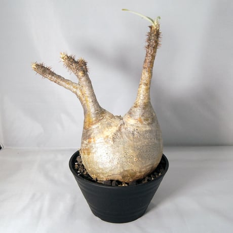 塊根植物　パキポディウム　グラキリス（Pachypodium rosulatum var.gracilius）発根済  【送料無料】