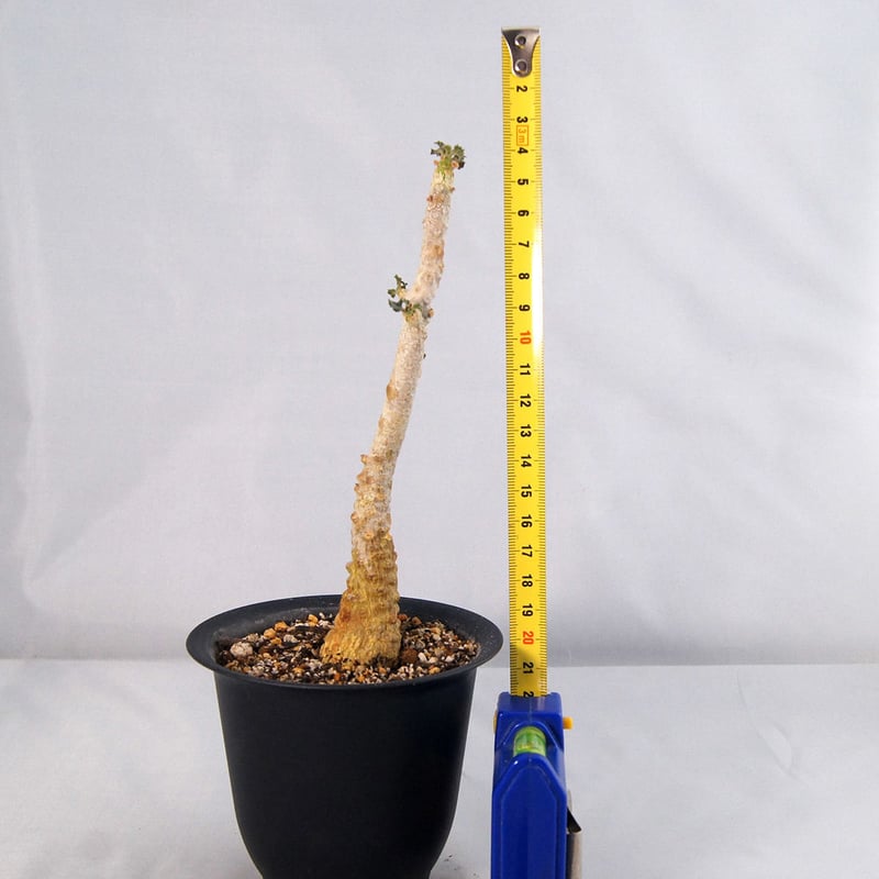 レア/塊根植物】ドルステニア ギガス 11 【公式通販】