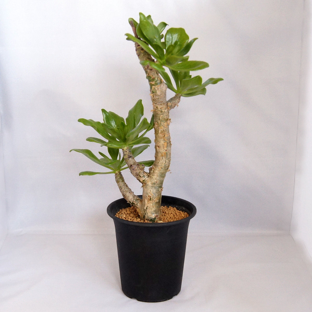 チレコドン パニクラタス Tylecodon paniculatus 現地球 観葉植物 チレコドン パニクラタス Tylecodon paniculatus 現地球 観葉植物