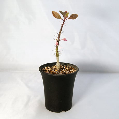 塊根植物　フォークイエリア・ファシクラータ（Fouquieria fasciculata）【送料無料】