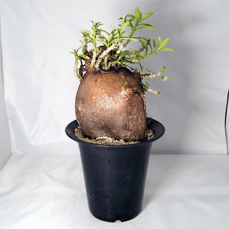 塊根植物　パキポディウム　ビスピノーサム（Pachypodium bispinosum）【送料無料】