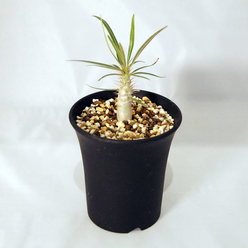 塊根植物 パキポディウム グラキリス（Pachypodium rosulatum var.gr...