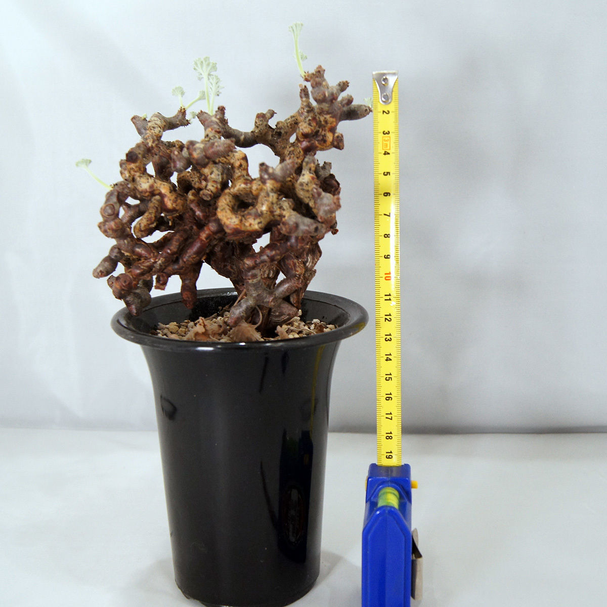 塊根植物 ペラルゴニウム・ミラビレ（Pelargonium mirabile）【送料 ...