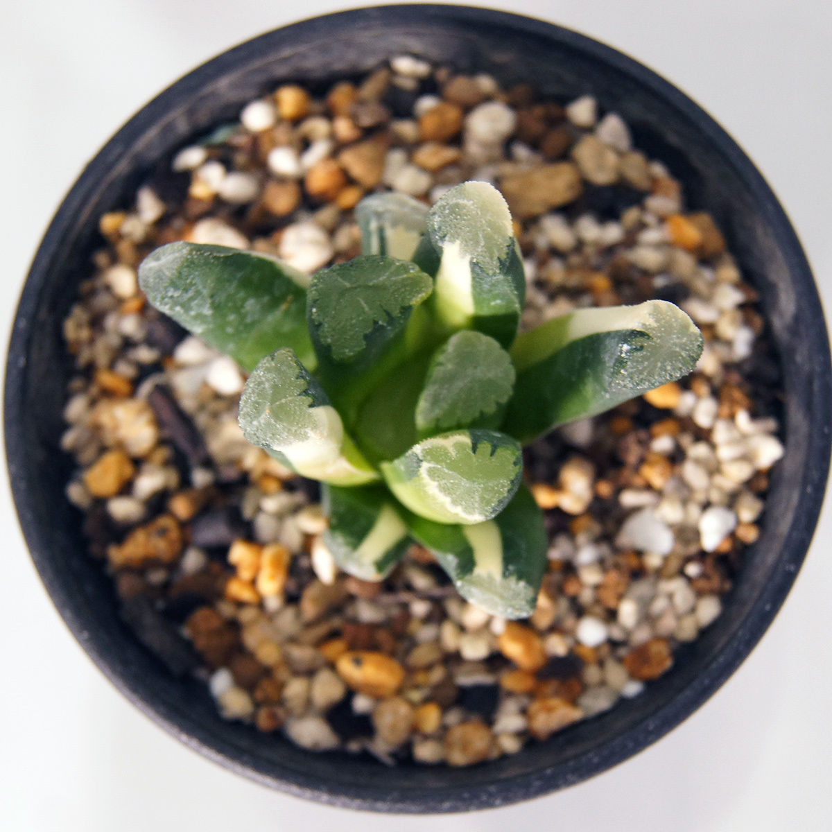 4L ハオルチア 多肉植物 天然万象錦 自家繁殖 言い出す 4L ハオルチア 多肉植物 天然万象錦 自家繁殖 言い出す