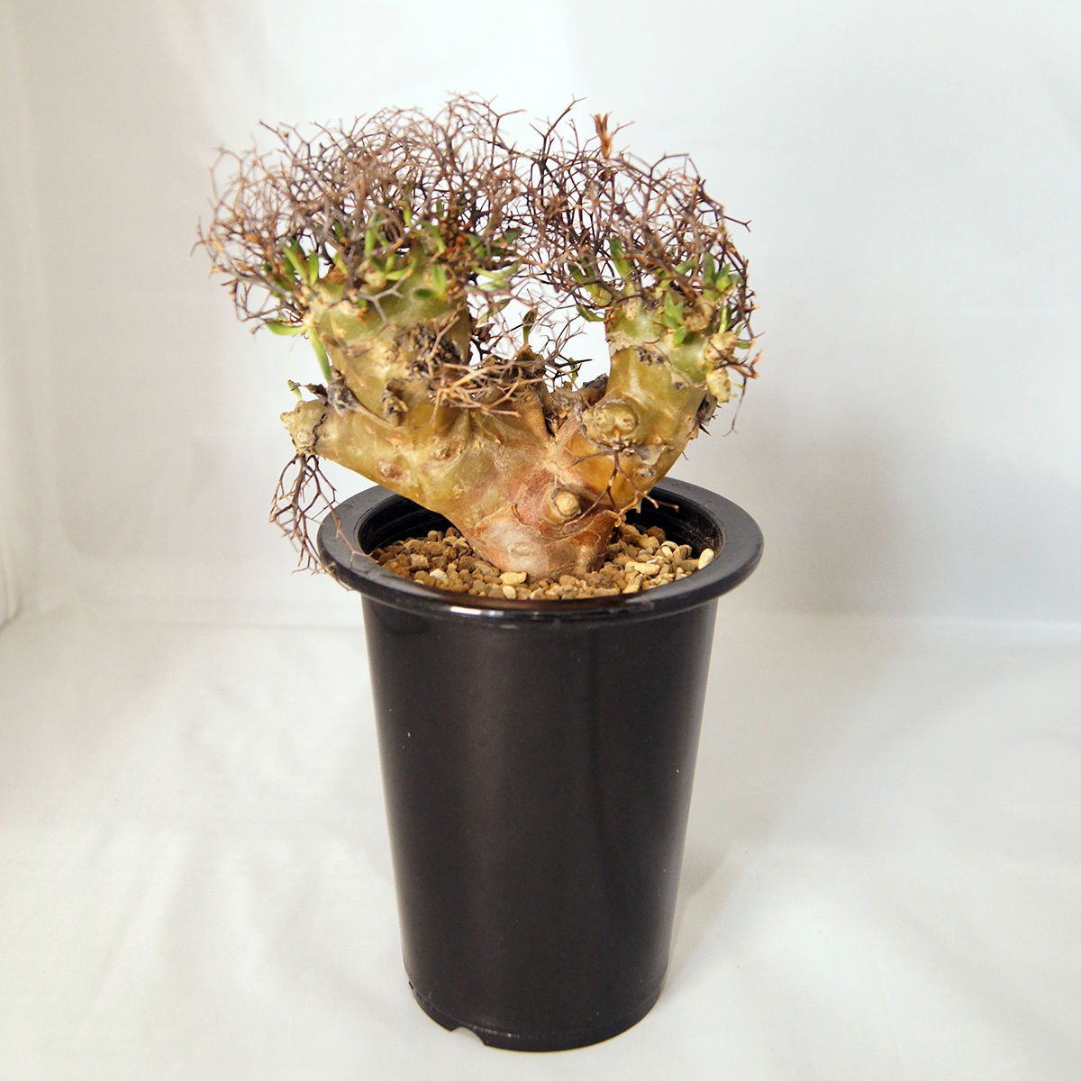 塊根植物 チレコドン・レティキュラーツス（Tylecodon reticulatus