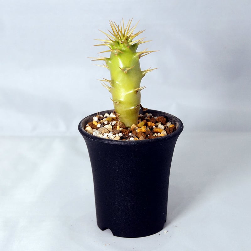 種子50粒パキポディウムアンボンゲンPachypodium ambongense