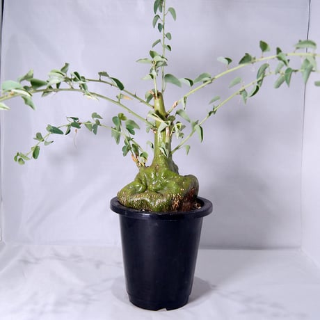 塊根植物　アデニア スピノーサ（Adenia spinosa）【送料無料】