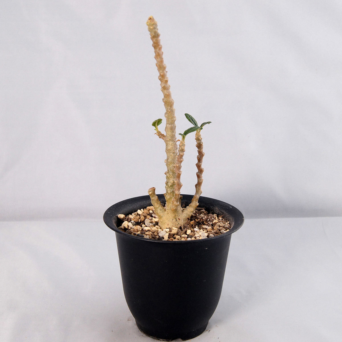 レア/塊根植物】ドルステニア ギガス ①（Dorstenia gigas 