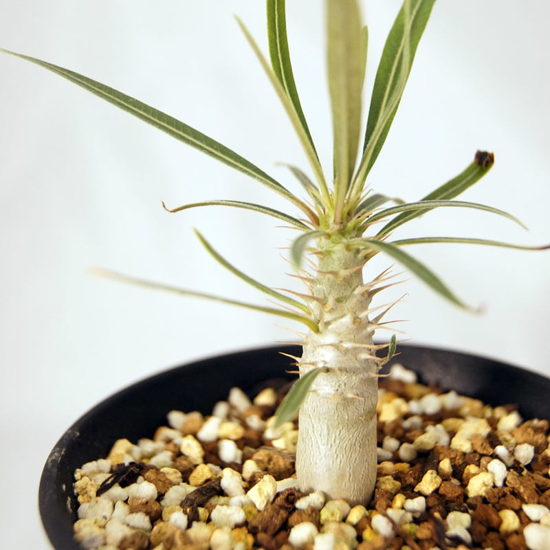 塊根植物 パキポディウム グラキリス（Pachypodium rosulatum var.gr...