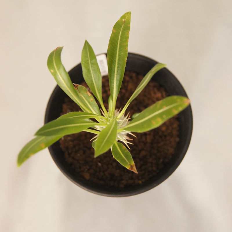 塊根植物 パキポディウム ホロンベンセ（Pachypodium horombense） 小 |...