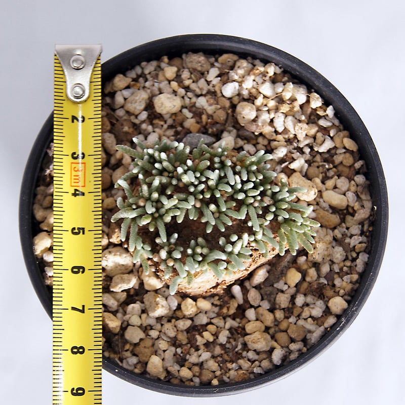 値下げしました］アボニア クイナリア 多肉植物 観葉＆多肉植物