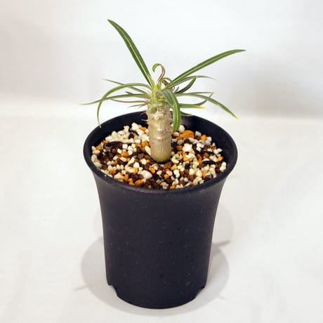 塊根植物　パキポディウム　グラキリス（Pachypodium rosulatum var.gracilius） 小