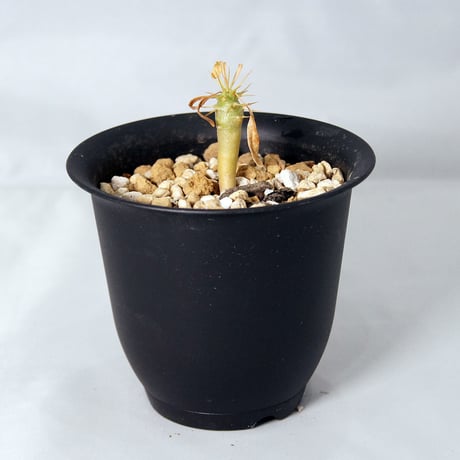 塊根植物　パキポディウム　アンボンゲンセ（Pachypodium ambongense） 小
