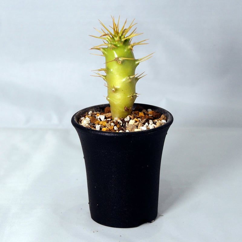 種子50粒パキポディウムアンボンゲンPachypodium ambongense