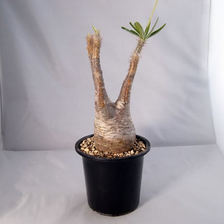 塊根植物　パキポディウム　グラキリス（Pachypodium rosulatum var.gracilius）発根済  【送料無料】