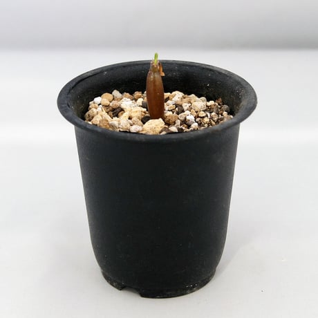 塊根植物　パキポディウム　ウィンゾリー（Pachypodium baronii var. windsorii）小