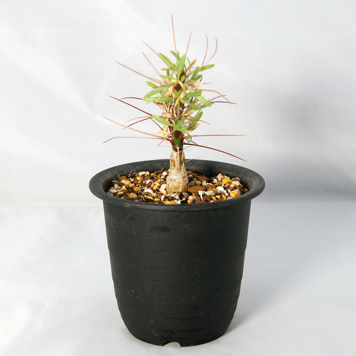 塊根植物 フォークイエリア・プルプシー（Fouquieria purpusii）【送料 ...