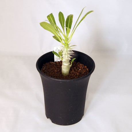 塊根植物　パキポディウム　ホロンベンセ（Pachypodium horombense） 小