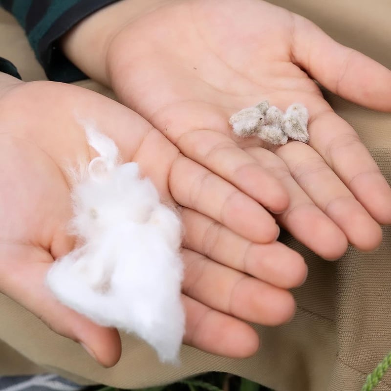 遠州織物×久留女木の棚田プロジェクト】棚田コットンワイドブラウス