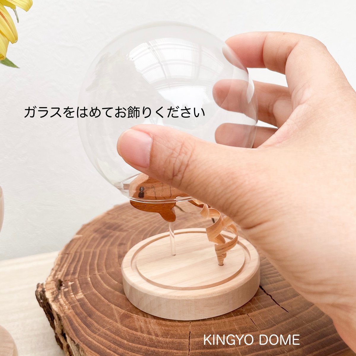 ♡ページ Dita 水草と金魚あそび Ayubo S字型ガラス金魚鉢 - 小型デスクトップ水槽