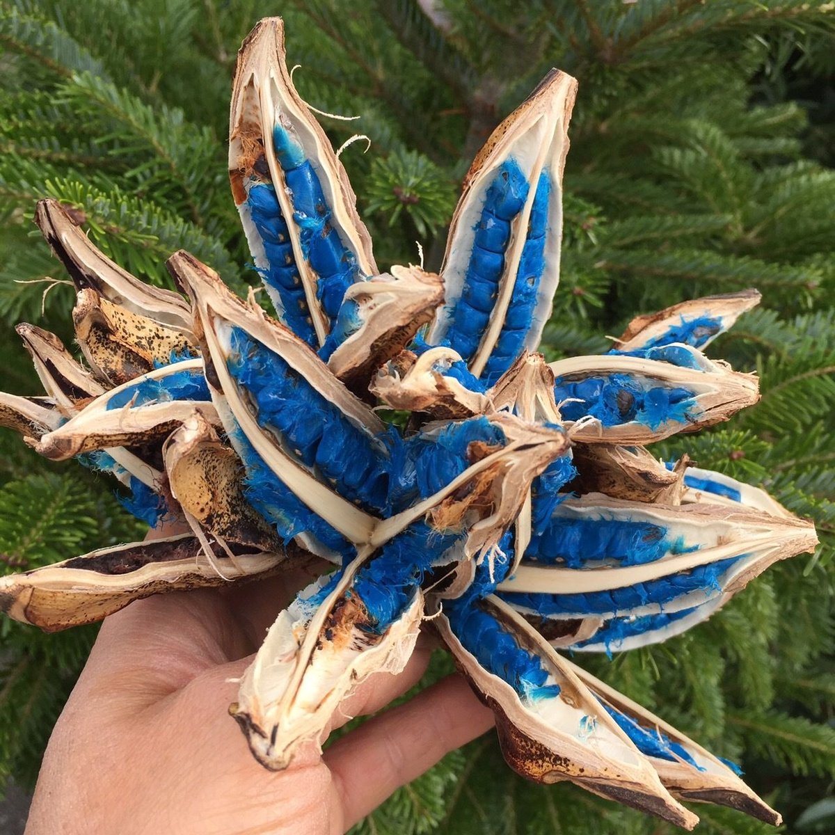 旅人の木の実 | 花と器 biJi