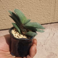 ガステリア臥牛（がぎゅう）