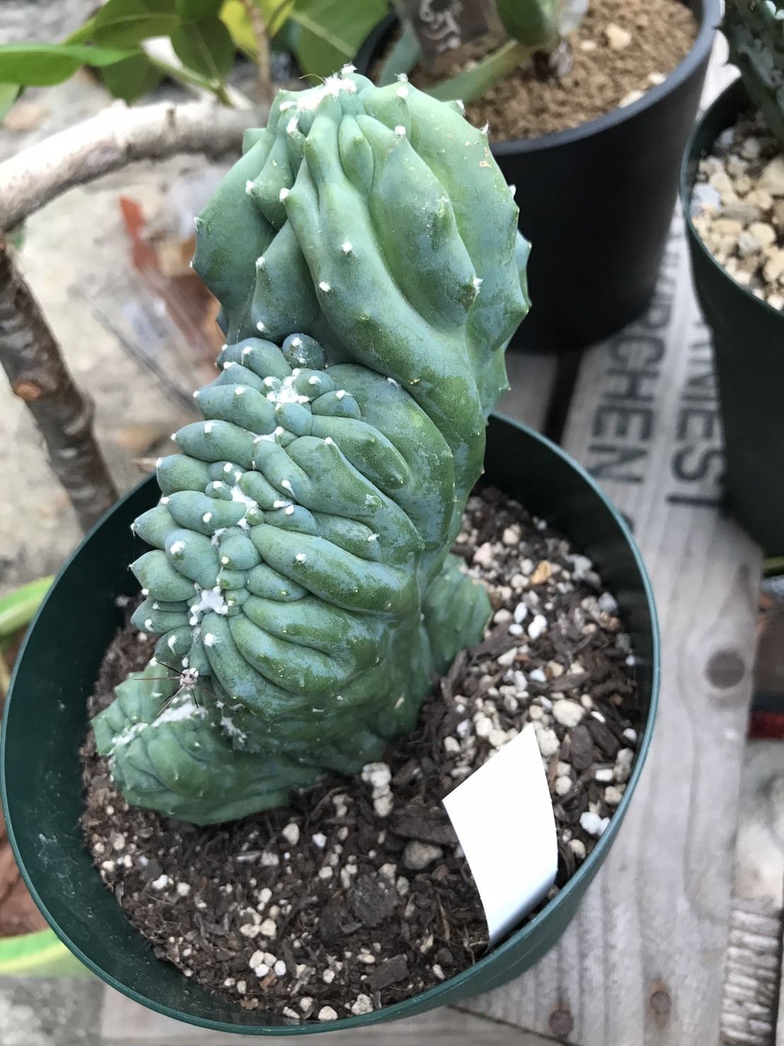 雷神閣 綴化 | 花と器 biJi