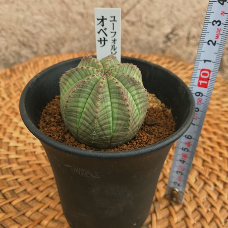 ユーフォルビア・オベサ