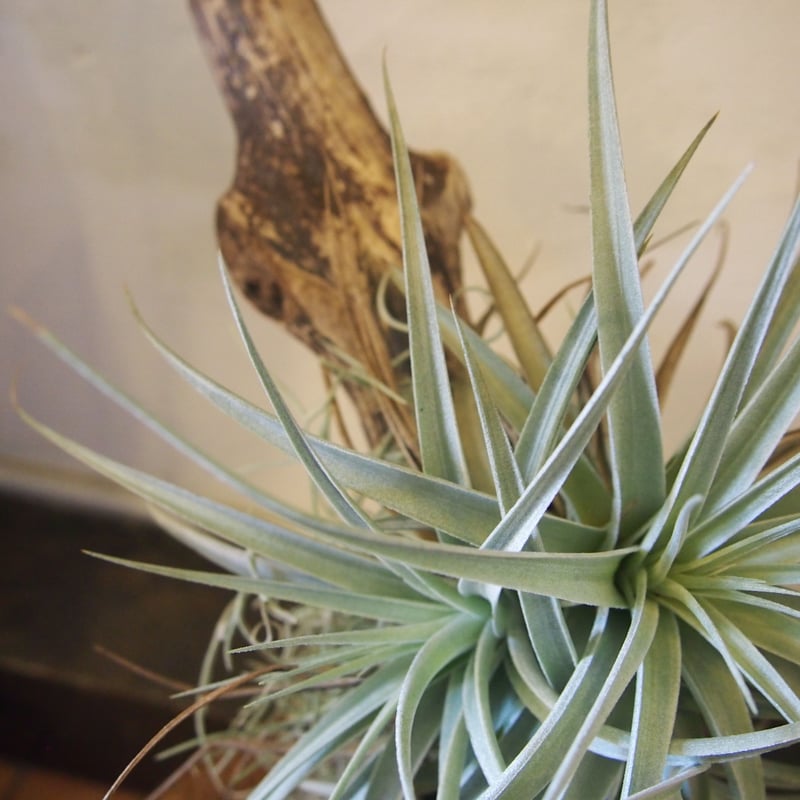 大株】チランジア・ホワイトスター直径35㎝ 複数子株 エアプランツ