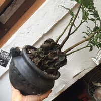リュウビンタイ