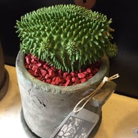 ユーフォルビア スザンナエ