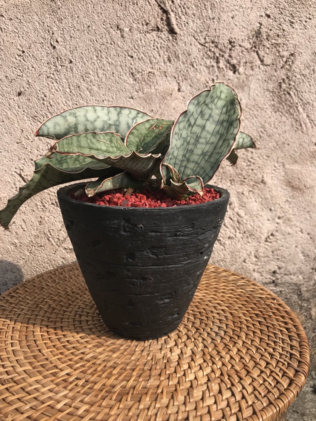 サンスベリア シルバーブルー斑入 S.Silver Blue Var