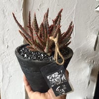 アロエ フラミンゴ