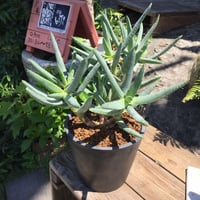 アロエ ラモシシマ