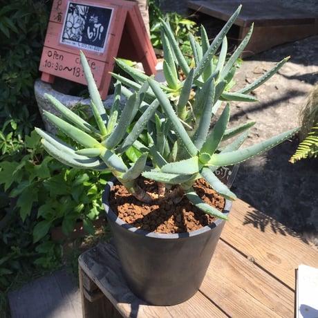 現品】アロエ・ラモシシマ/ラモシッシマ（別名：羅紋錦） 8号 白鉢（1