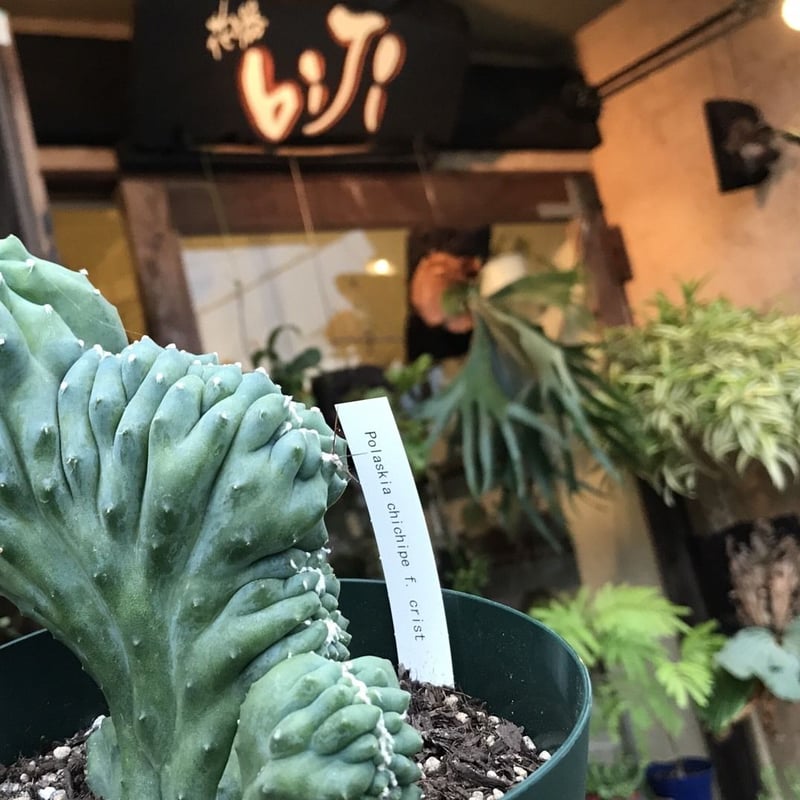 雷神閣 綴化 | 花と器 biJi