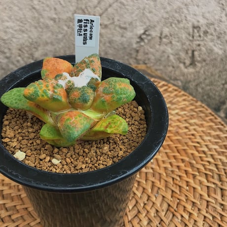 亀甲牡丹