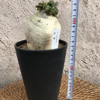 ユーフォルビア 飛竜