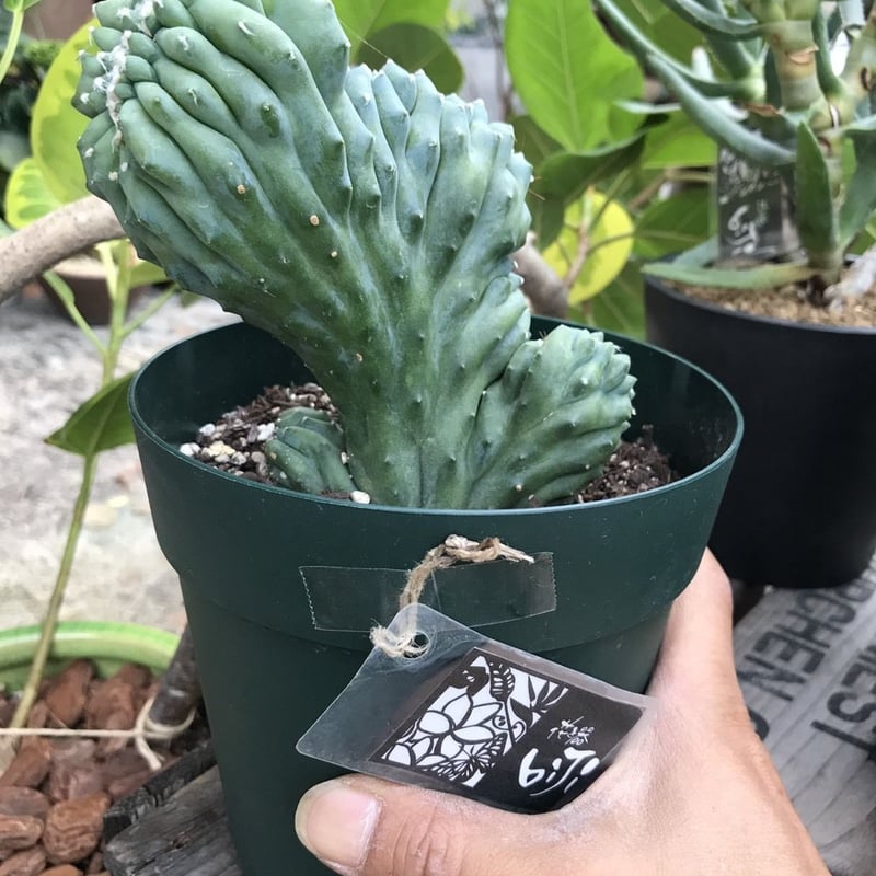 雷神閣 綴化 | 花と器 biJi